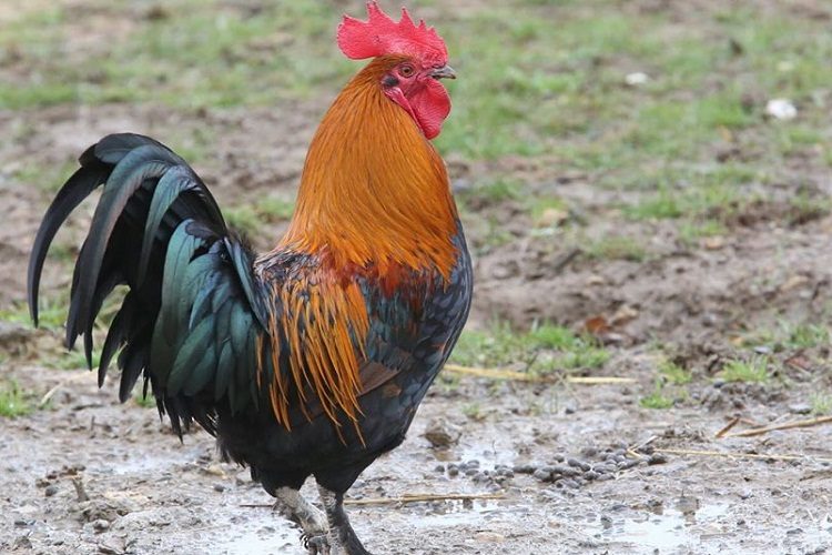 Affaire du Coq saisi: La sûreté nationale sort de son mutisme