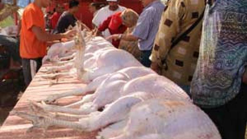 إستيراد 100 ألف ديك رومي بالأوراق فقط