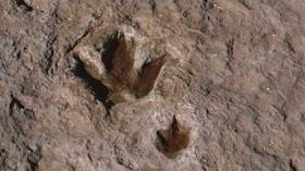 اكتشاف‭ ‬آثار‭ ‬أقدام‭ ‬ديناصورات‭ ‬تعود‭ ‬إلى‭ ‬150‭ ‬مليون‭ ‬سنة‭ ‬في‮ ‬البيض‭  ‬‮ ‬