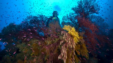 Coast Guards Intercept 6 Tunisian Coral Traffickers in El Kala