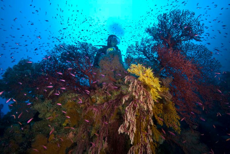Coast Guards Intercept 6 Tunisian Coral Traffickers in El Kala