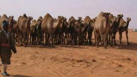 نفايات وإشعاعات سامة وفضلات الشركات البترولية تهدد بقتل 10 آلاف رأس من الماشية بقلب الصحراء