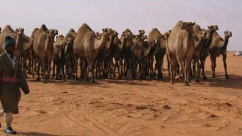 نفايات وإشعاعات سامة وفضلات الشركات البترولية تهدد بقتل 10 آلاف رأس من الماشية بقلب الصحراء