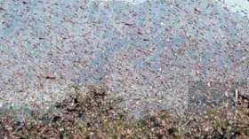 الجراد يزحف نحو الجزائر عبر ولاية تندوف