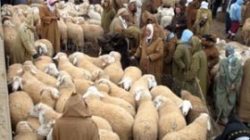 الجفاف واشتعال سعر الأعلاف يهدد 19 مليون رأس من الأغنام