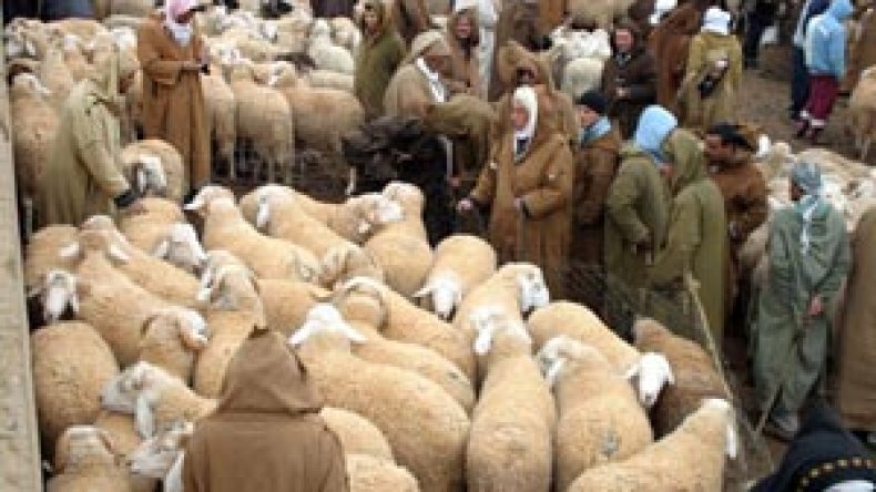 الجفاف واشتعال سعر الأعلاف يهدد 19 مليون رأس من الأغنام