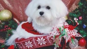 أمريكية تحرم أبناءها من الميراث وتمنحه لكلبتها بـ 1.7 مليون دولار