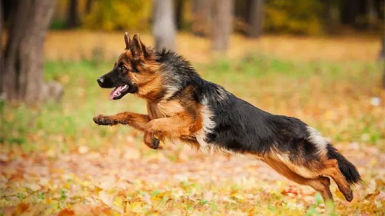 9 جرحى في هجوم كلاب مسعورة يوم العيد بالبيض