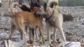 بعض أميار تيزي وزو رضخوا لتهديدات «برجيت باردو» وآخرون غضب عليهم العمال الصينيون