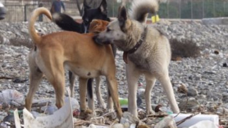 بعض أميار تيزي وزو رضخوا لتهديدات «برجيت باردو» وآخرون غضب عليهم العمال الصينيون