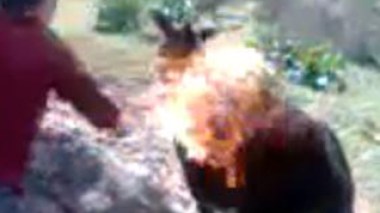 Algeria: teenagers set fire on donkey and post video on Internet