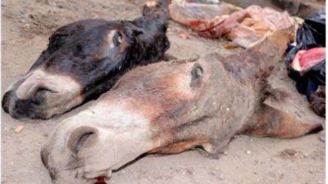 العثور على جماجم 03 حمير ذبحت هذا لاسبوع بمدينة شلالة العذاورة والتحقيق متواصل