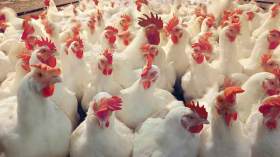 ارتقاب صعود تاريخي لأسعار البيض واللحوم البيضاء