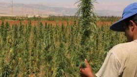 صاحب المزرعة صرّح بأنه غرس بذور القنب ظنا منه بأنها طماطم!