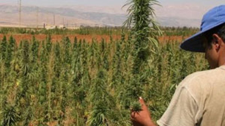 صاحب المزرعة صرّح بأنه غرس بذور القنب ظنا منه بأنها طماطم!