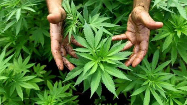 إسلاميو المغرب يقننون زراعة “الكيف” في بلادهم