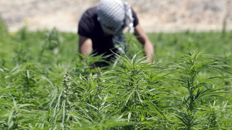 شقيقان يديران مزرعة لإنتاج القنب الهندي في أم البواقي