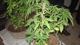 توقيف شخصين يزرعان القنب الهندي في مسكن ببجاية