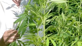 بائع عصافير يزرع القنب الهندي وينشر صوره على “الفايسبوك”