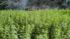 في عصر السرعة.. التطبيع ثم التقنين ثم..