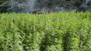 في عصر السرعة.. التطبيع ثم التقنين ثم..