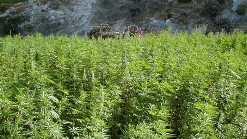 نحو تقديم قانون ينظم زراعة القنب الهندي واستهلاكه في تونس