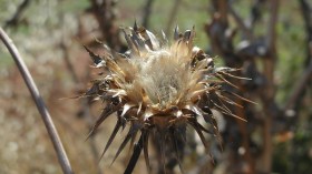 الدنيا مزرعة الأشواك