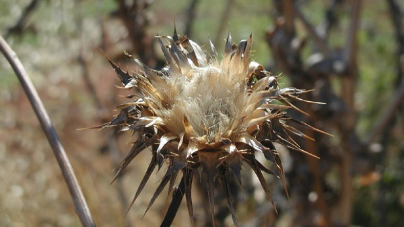 الدنيا مزرعة الأشواك