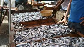 السردين ينزل إلى 50 دينارا واستقرار أسعاره مرهون بالأحوال الجوية