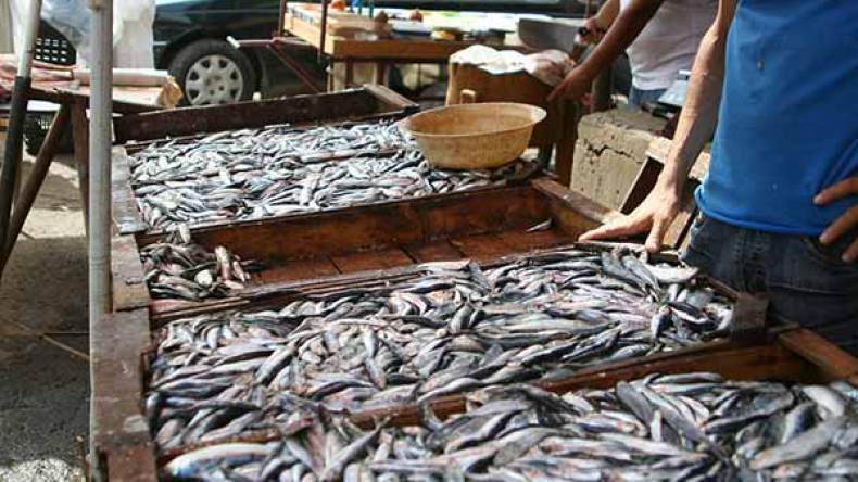 السردين ينزل إلى 50 دينارا واستقرار أسعاره مرهون بالأحوال الجوية