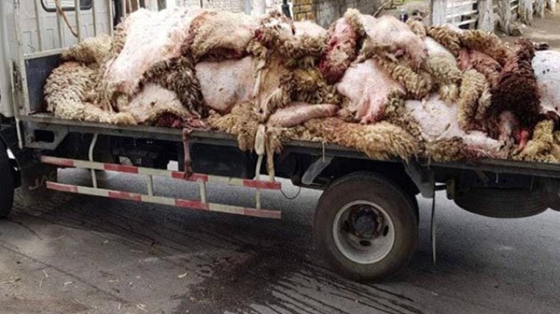 وزارة الصناعة تتدخل في الوقت بدل الضائع لبعث عملية جمع جلود الأضاحي