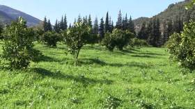 شاب مغترب ينجح في خوض تجربة الزراعة البيولوجية بالبويرة