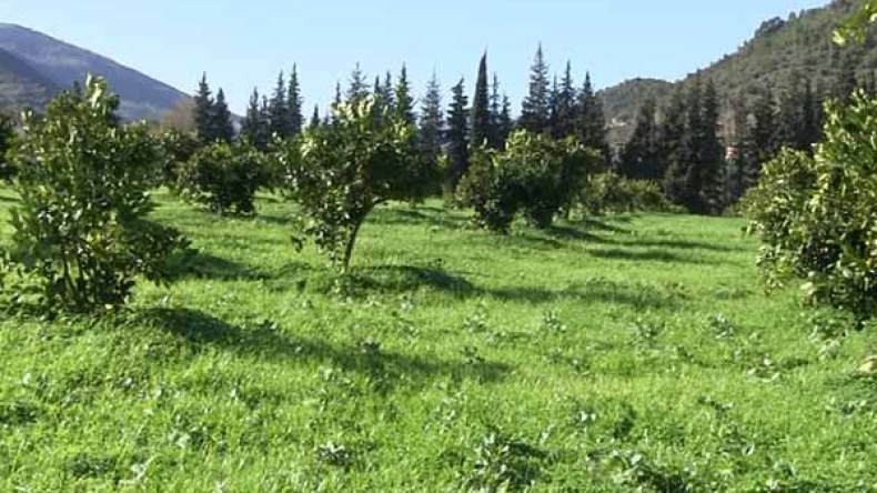 شاب مغترب ينجح في خوض تجربة الزراعة البيولوجية بالبويرة