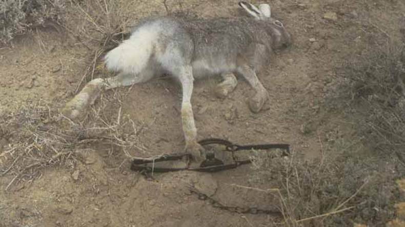 مجهولون يشنّون عمليات إبادة جماعية للحيوانات البرية بحمام ملوان