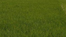 وزارة الفلاحة تبحث إمكانية تعويض الفلاحين عن خسائر الميديو