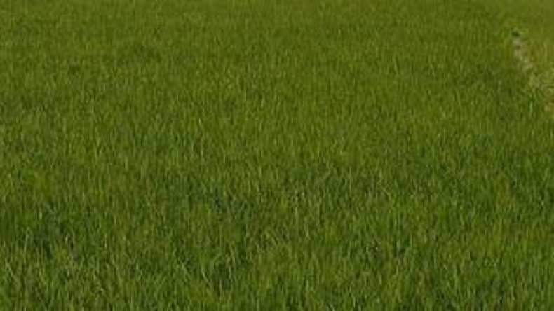 وزارة الفلاحة تبحث إمكانية تعويض الفلاحين عن خسائر الميديو