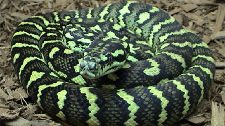 ثعابين ضخمة تقتحم عدة منازل وتحدث هلعا بخنشلة