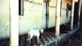 مدرسة تتحول إلى “زريبة”.. ما بعد زمن الإرهاب في تيسمسيلت؟!