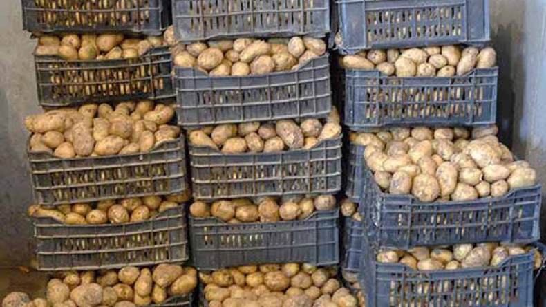 إخراج 70 ألف قنطار من البطاطا المخزنة إلى الأسواق بالبويرة