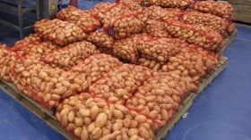 تصدير 60 طنا من البطاطس إلى موريتانيا