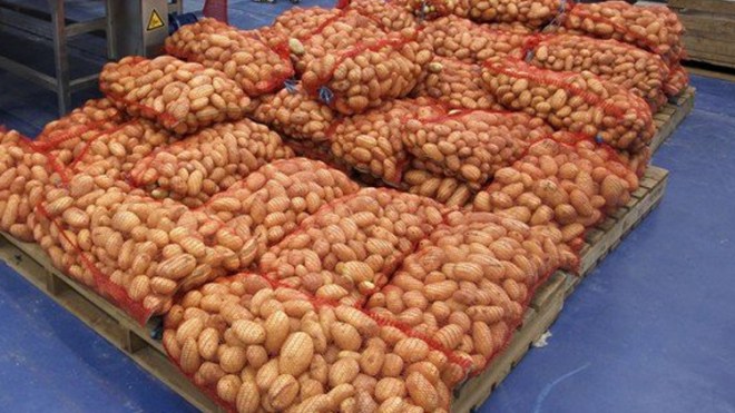 تصدير 60 طنا من البطاطس إلى موريتانيا