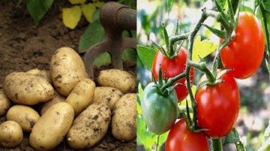 Faute de main d’œuvre, des récoltes de tomate et de pomme de terre pourrissent dans nos champs