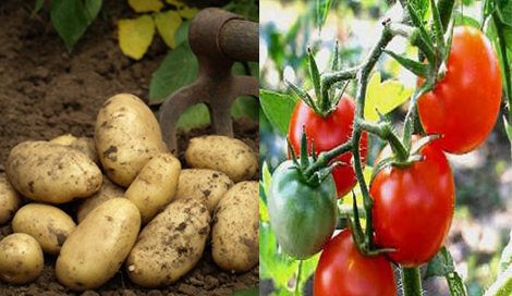 Faute de main d’œuvre, des récoltes de tomate et de pomme de terre pourrissent dans nos champs