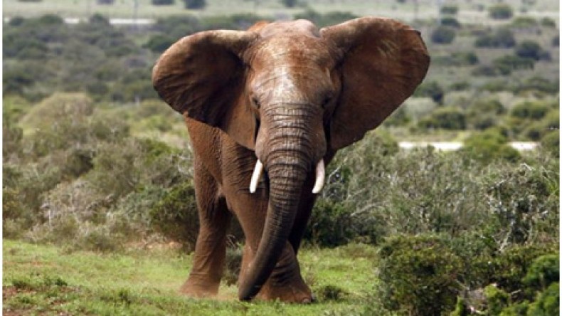 فيلة تقتل امرأة وتهاجم عناصر الشرطة في الصين