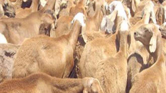 “تأكيد وزير الفلاحة على سلامة ماشية السودان خطوة نحو تعزيز العلاقات”