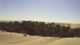 واحات النخيل مهددة بالزوال في الوادي