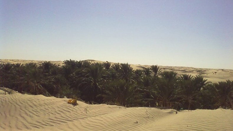 واحات النخيل مهددة بالزوال في الوادي