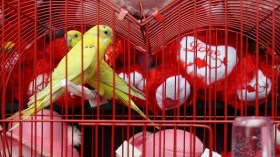 الحيوانات بدل العطور والشوكولاطة لعيد الحب في عام التقشف