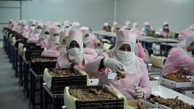 هذه أسباب رفض التمور الجزائرية في أوروبا