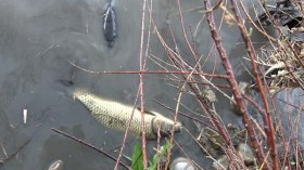 تلوث غريب يقتل الأسماك.. وروائح كريهة من وادي يسّر بالبويرة